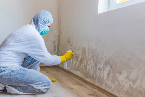 Licensed Black Mold Removal service in Bedminster, NJ - WQB Mold Removal