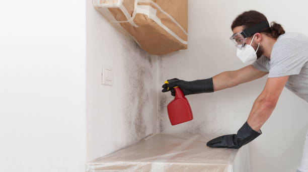 Professional Black Mold Removal technician working in Bedminster, NJ