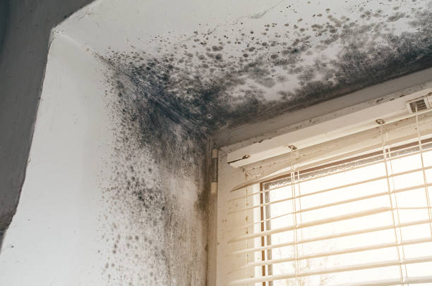 Affordable Black Mold Removal solutions in Bedminster, NJ